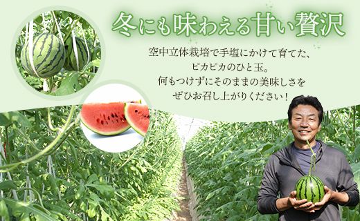 スイカ 定期便 2玉 【6回定期便】 ルナ・ピエナスイカ(中玉) Wyu-0068