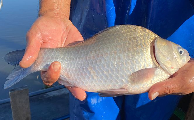 佐屋川　へらぶな釣り感謝券5000円 体験チケット 体験型 フィッシング 釣り体験 アクティビティ お出かけ レジャー 