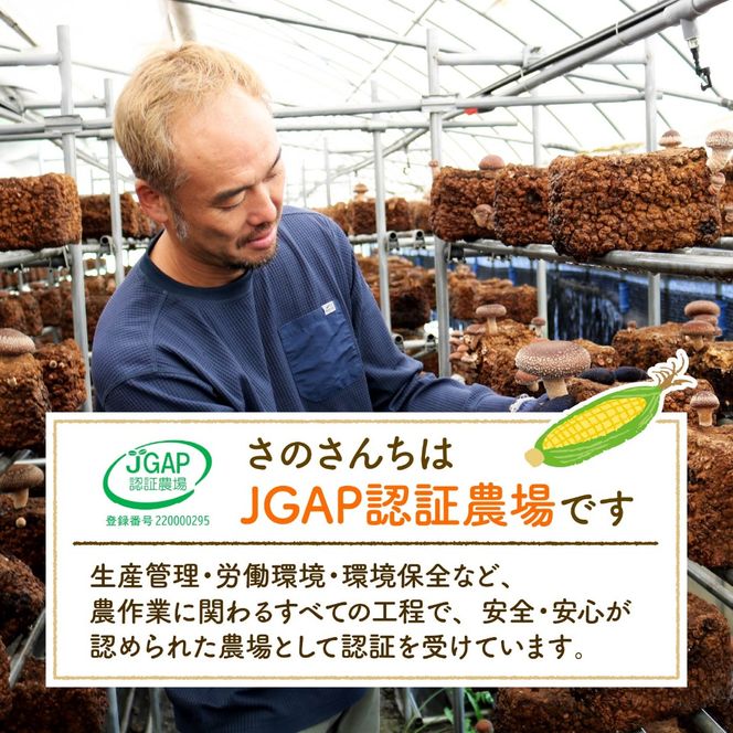 【先行予約】 【令和8年6月上旬頃より順次発送】 とうもろこし 6本入り ドルチェドリーム トウモロコシ さのさんち 野菜 夏野菜 旬 甘い 安心 安全 JGAP認証農場 静岡県 藤枝市