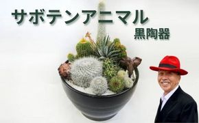 サボテンアニマル黒陶器｜植物 グリーンインテリア 緑 さぼてん村 10号 黒陶器鉢 寄せ植え サファリ どうぶつ 癒し 玄関 リビング トイレ ※離島への配送不可