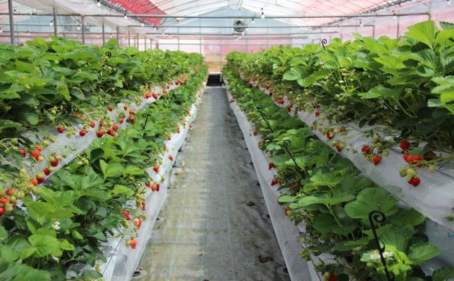 いちご 朝倉市産 あまおう L～3L 20玉×2箱 イチゴ 苺 果物 デザート ※配送不可：離島