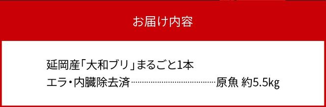 【10月～2月発送!!】まるごと一本！大和ブリ内臓処理済み刺身ぶりしゃぶ煮物 N072-YC630