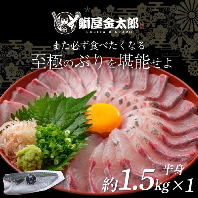 宮崎産 新海屋 鰤屋金太郎 金太郎 ぶり フィレ 約1.5kg 半身 1枚　冷蔵 N018-ZA4406_1