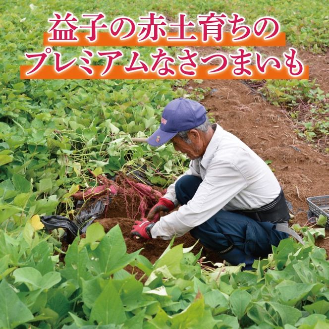 ＼栗風味のホクホク系／山﨑観光農園の栗かぐや 約6kg｜栃木県 益子町 ふるさと納税 里山 ほくほく さつまいも 栗かぐや 栗のような甘さ（AU016）