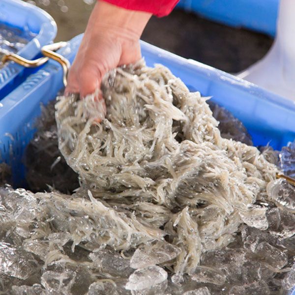 まるとも海産【冷凍】茹でたて 釜揚げしらす 400g (200g×2) 天日干し ちりめん 400g (200g×2) セット 紀州湯浅湾 直送！_C6028n