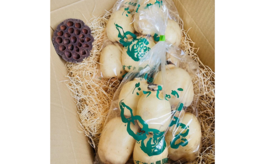 【定期便2ヶ月】 土浦市産 れんこん 1.2㎏　使いやすい小玉れんこん！ すずき蓮根農園の口福れんこん「松の小箱」 ｜ 産地直送 茨城県 レンコン 蓮根 野菜 シャキシャキ ※離島への配送不可 ※2026年1月上旬頃より順次発送予定