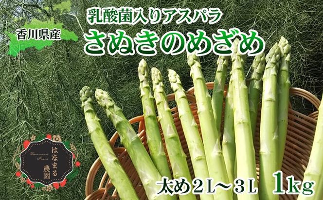 令和8年産　はなまる農園の乳酸菌入り アスパラ【さぬきのめざめ1kg】太め2L～３L アスパラガス 野菜 朝採れ 旬野菜 季節野菜 産地直送 農家直送 クール便 バーベキュー BBQ サラダ 肉巻き おかず 