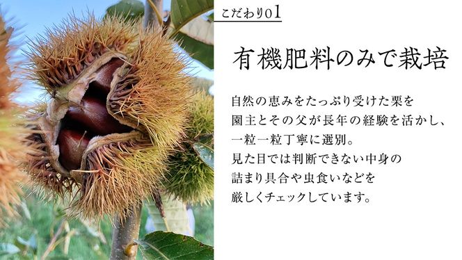 ＼ 選べる内容量 ／熟成で糖度の上がった粗むき栗 200g ×2～5袋 (冷凍真空包装) 栗 栗ご飯 むき栗 栗 和栗 フルーツ 秋の味覚 お手軽   [BK43-NT]