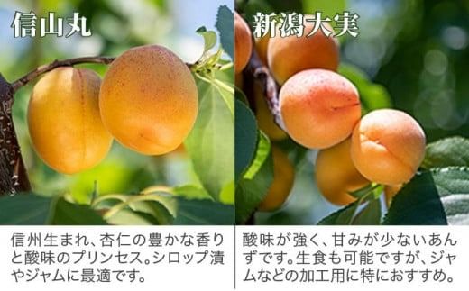 旬の生あんず 中玉 約1.4kg 700gパック×2 [おぶせファーマーズ] 数量限定 期間限定 杏アンズ 果物 フルーツ 長野県産 信州産 令和7年産【2025年6月下旬～発送】［F-51］