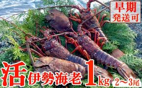 【天然】活伊勢海老１ｋｇ 伊勢海老 伊勢エビ 伊勢 海老 エビ イセエビ 生きたまま 海鮮 お祝い ギフト 魚介 刺身 キャンプ BBQ 鮮魚 人気