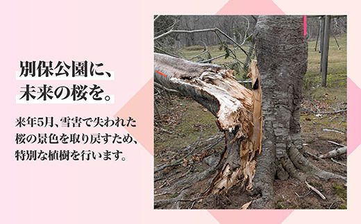 【返礼品なし】別保公園 の桜を雪害から復活させたい ｜「日本一遅い桜まつり」応援寄附（1口 1,000円〜） さくら 桜 桜の木 植樹 別保公園 北海道 釧路町 釧路超 寄付 支援 応援 共感型sakura01