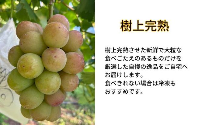 訳あり 悟紅玉 旧ゴルビー 2～3房 合計1.2kg以上 産地直送 朝採れ ぶどう 葡萄 岡山 Kawahara Green Farm 岡山県産 2026年 