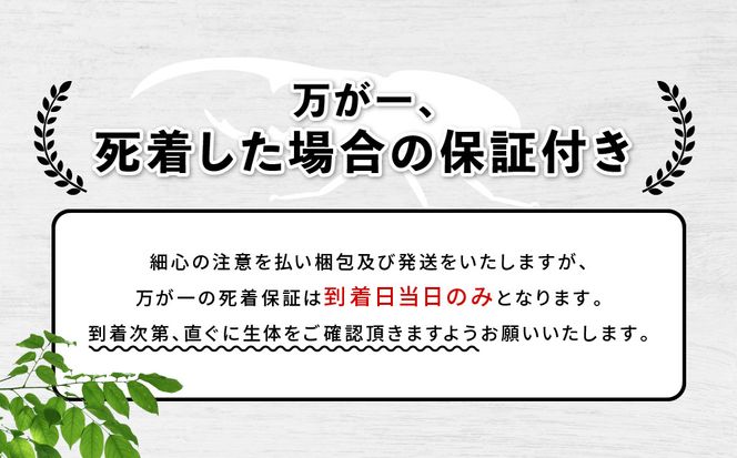 【先行予約】ヘラクレスオオカブト3令幼虫ペア ※育て方の説明書付き※配送不可地域あり【2026年6月から順次発送】 304018_CW003