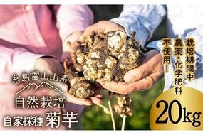 【先行予約】 糸島産 菊芋 20kg 自然栽培 【2024年11月以降順次発送】 糸島市 / 大石ファーム [ATE010]