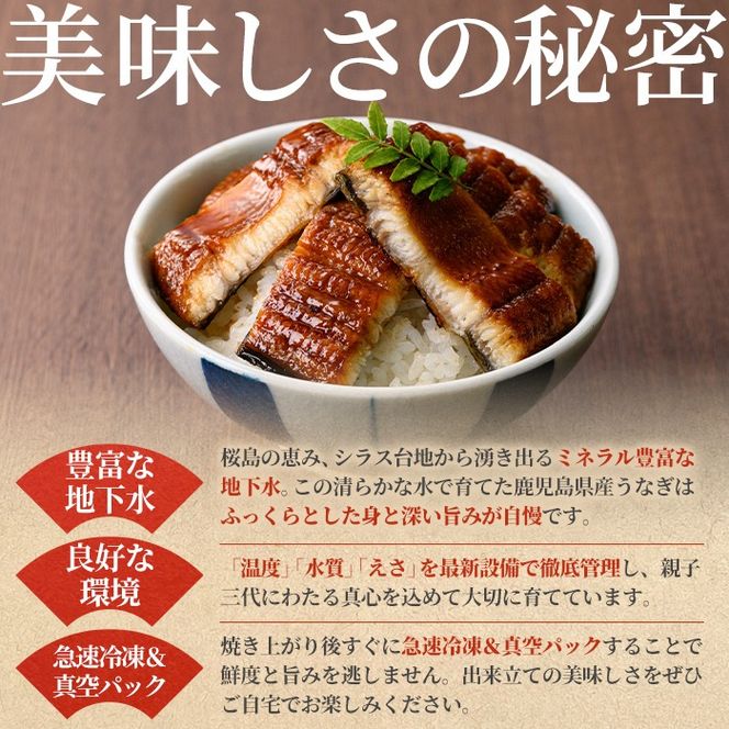 【0104347a-2611】＜11月上旬発送予定＞東串良町のうなぎ蒲焼(無頭)(2尾・計約300g・タレ、山椒付) うなぎ 高級 ウナギ 鰻 国産 蒲焼 蒲焼き たれ 鹿児島 ふるさと 人気【アクアおおすみ】