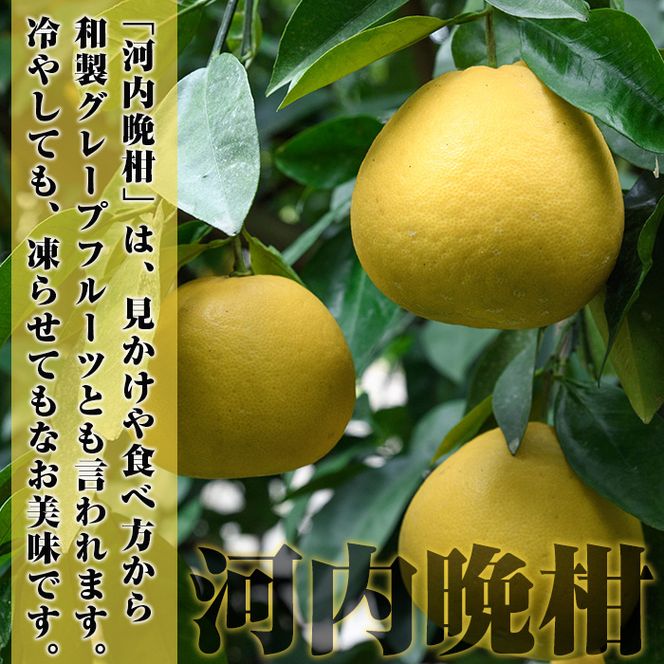 ＜先行予約受付中！2027年3月中旬以降順次発送予定＞訳あり！まなべみかん園の河内晩柑(約10kg) 国産 鹿児島県産 阿久根市産 柑橘類 かんきつ 晩柑 果物 フルーツ 期間限定 数量限定 デザート 訳アリ かわちばんかん 【有限会社まなべみかん園】akn034-09