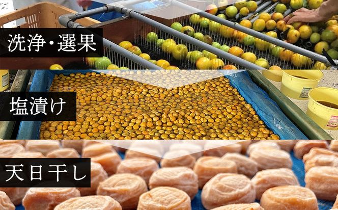 【定期便（2月・6月・10月）全3回お届け】 紀州南高梅使用 しそ仕込み完熟梅干し 無選別1kg ［TM214］ 303446_XH92267