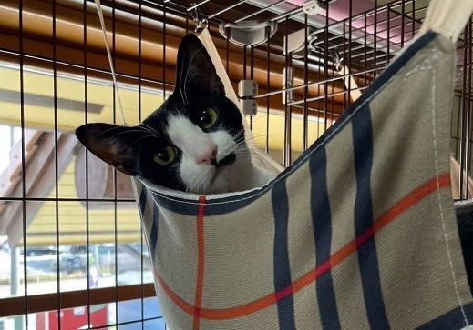 【1.7-14】ペットホテル利用券5,000円分