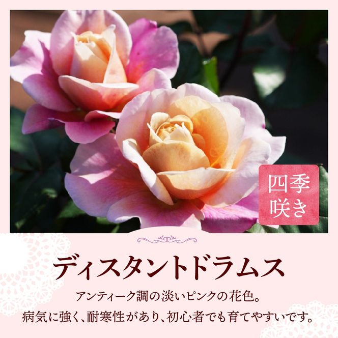 【群馬県千代田】ディスタントドラムス　【バラ】　鉢植え　６号鉢　鈴木ガーデン