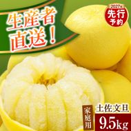 【先行予約】生産者直送 土佐文旦 約9.5kg [2L～4L] 家庭用 ＜2027年1月下旬より発送＞ 家庭用 文旦 柑橘 みかん フルーツ 果物  産地直送 お取り寄せ 人気 【土佐文旦産直協同組合】