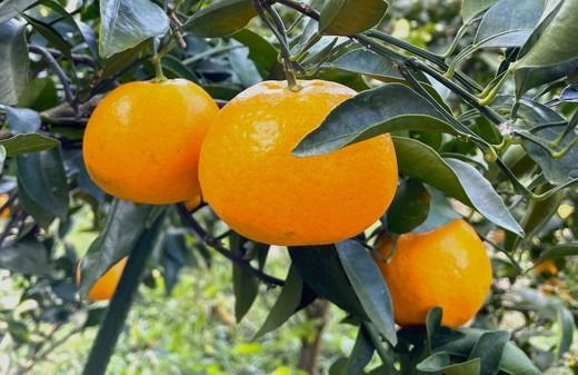 【先行予約】Saito Orange Farmのはるみ5kg ｜ 柑橘 みかん ミカン フルーツ 果物 愛媛　※離島への配送不可　※2025年2月中旬頃より順次発送予定