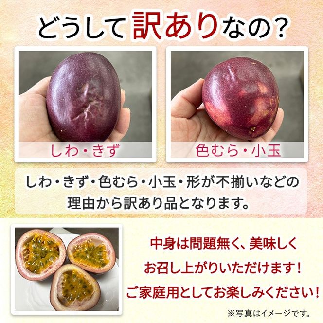 【0075303a】＜訳あり＞ゆきちゃん農園の家庭用パッションフルーツ(1.5kg以上) フルーツ 果物 果実 訳あり 美味しい 家庭用 期間限定 数量限定 国産 【ゆきちゃん農園】
