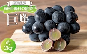 ［先行予約］[産直]有田巨峰村の朝採り巨峰　約2kg★2026年8月中旬頃より順次発送 BZ001