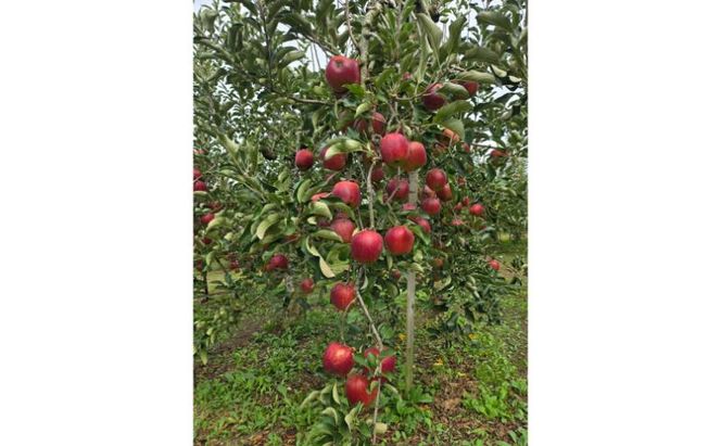 【2026年10月発送】秋映 秀品 約3kg 7～11玉 りんご 果物 信州 長野