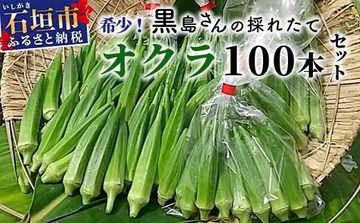 希少！黒島さんの採れたてオクラ100本セット（特別栽培、栽培期間中農薬不使用）10月下旬以降順次発送【 沖縄県 石垣市 沖縄 石垣島 おくら オクラ 野菜 採れたて フレッシュ 夏野菜 冬野菜 南国 離島のいいもの 沖縄いいもの石垣島 】OI-7