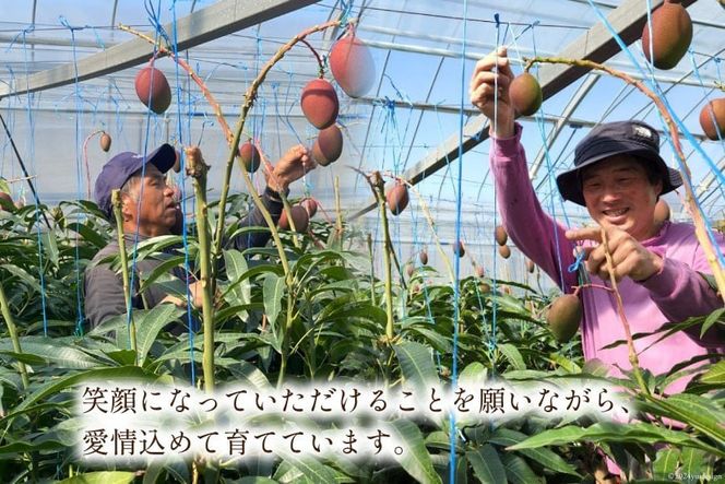 【2025年夏発送】 訳あり 宮崎 完熟 マンゴー 家庭用 3L×2玉 [宮崎県農業協同組合日向地区本部（販売課） 宮崎県 日向市 452060658] 果物 フルーツ 規格外 完熟マンゴー 甘い 日向 期間限定 冷蔵 サンキュー3Ｌパック