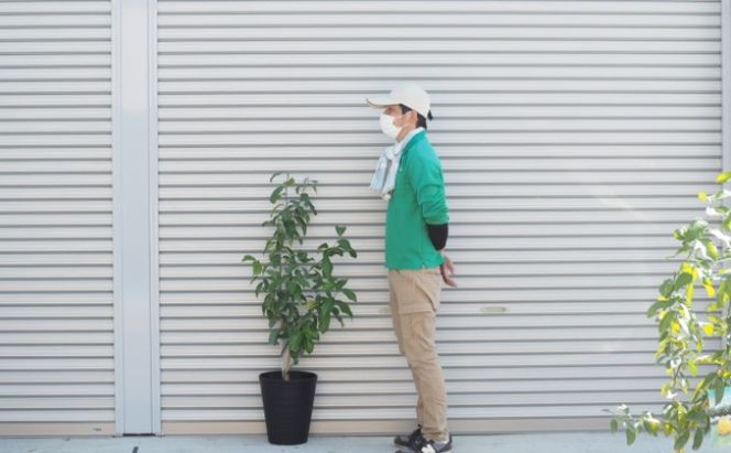 鉢植え レモンの木 大きめサイズ  璃の香 PVP 配送不可 沖縄 北海道 離島 植物 ガーデニング 庭 玄関 新品種 育てやすい かいよう病に強い 果実 早生系 11月下旬 収穫 薄皮 酸味 まろやか 果汁多い 種少なめ 