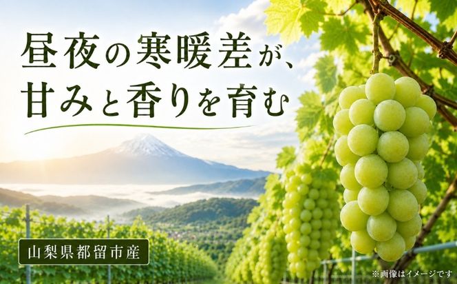 【2026年 先行予約】山梨県産　シャインマスカット 約1.2kg (２房～3房)　FB003|山梨 フルーツ シャイン シャインマスカット ぶどう 葡萄