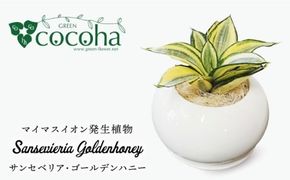 サンセベリア ・ ゴールデン ハニー 糸島市 / cocoha [AWB007] 観葉植物 緑 グリーン 暮らし インテリア 小さめ 鉢 おしゃれ 植物 ギフト
