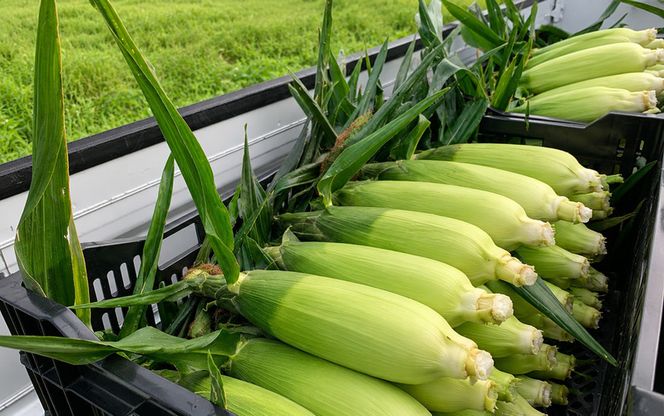 【7月下旬～8月上旬発送】 平泉町産 白い おおもの とうもろこし 1kg (4～6本) / トウモロコシ 野菜 やさい 甘い 濃厚 美味しい 【配送不可地域：九州／沖縄県／離島】【ipo001】