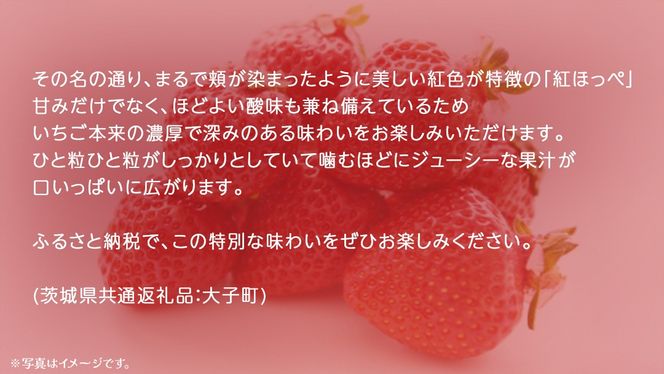 紅ほっぺ 大粒 250g（8～12粒）×4パック【2025年12月上旬発送開始】(茨城県共通返礼品：大子町) いちご 苺 果物 フルーツ 果実