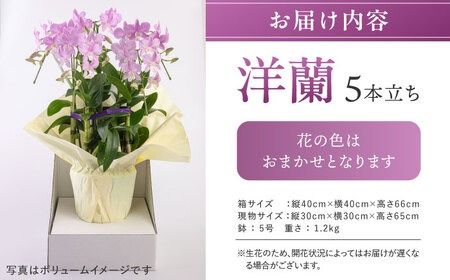 【 30セット 限定 】 デンファレ （ 洋蘭 ） 5本 立ち 《糸島》【和饗エコファーム株式会社】 蘭 洋蘭 デンファレ 花 インテリア お祝い 贈り物 [AVI003]