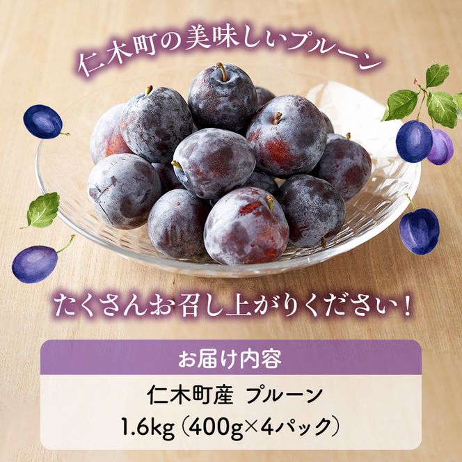 [先行受付] 北海道 仁木町産 季節のプルーン 1.6kg（400g×4パック）プルーン 果物 果物類 くだもの フルーツ [JA新おたる]