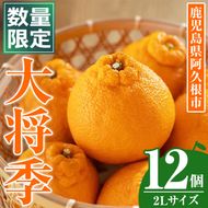 ＜先行予約受付中！2026年1月中旬以降順次発送予定＞数量限定！大将季 (12個・2Lサイズ) 柑橘 フルーツ 果物 国産 みかん 期間限定 不知火 しらぬい シラヌイ ミカン 【株式会社イロドリ】【akn069-08】