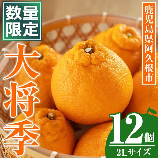 ＜先行予約受付中！2026年1月中旬以降順次発送予定＞数量限定！大将季 (12個・2Lサイズ) 柑橘 フルーツ 果物 国産 みかん 期間限定 不知火 しらぬい シラヌイ ミカン 【株式会社イロドリ】【akn069-08】