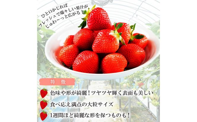 【数量限定】鹿児島県産朝採れイチゴ「恋みのり」約1080g(約270g×4パック) a3-209