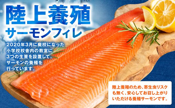 八代 教室育ちサーモン フィレ300g以上 サーモン 刺身 鮭 生食 魚 冷凍 海鮮 さけ サケ シャケ 熊本県 八代市