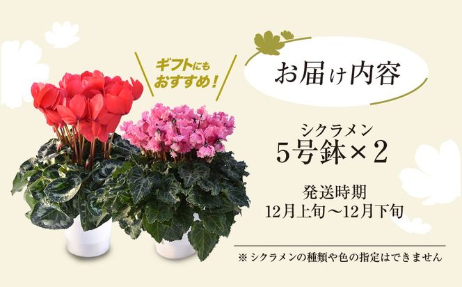 【2026年12月上旬より順次発送！】≪種類・色お任せ≫ シクラメン 5号鉢×2鉢　SMCN002