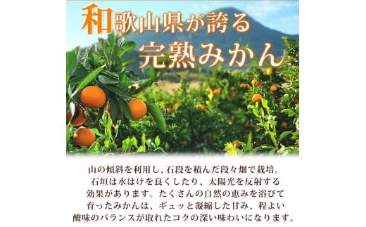 【先行予約】【家庭用 訳あり】紀州有田産 濃厚完熟 温州みかん 2kg ※2026年11月下旬～2027年1月下旬頃に順次発送予定 / みかん ミカン 蜜柑 温州みかん 柑橘 フルーツ 果物 くだもの 和歌山【uot836】