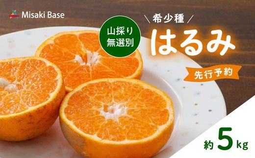 【先行受付】【数量限定】【山採り無選別】はるみ 5kg | みかん 柑橘 ミカン 蜜柑 mikan 果物 フルーツ 糖度 甘い 愛媛県 伊方町 Misaki Base ※2025年2月上旬～2月下旬頃に順次発送予定 ※離島への配送不可