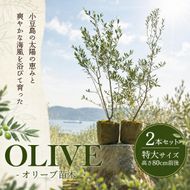 【 小豆島 】小豆島のオリーブ苗木　2本セット　（特大） 地域のお礼の品 