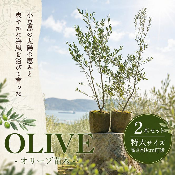 【 小豆島 】小豆島のオリーブ苗木　2本セット　（特大） 地域のお礼の品 