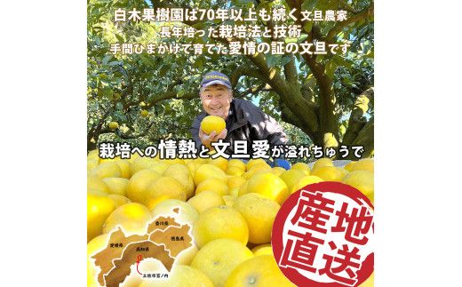 【先行予約】【果樹園直送】土佐文旦 4L 2個入り 1.5kg 大玉〈2027年2月中旬～3月中旬頃発送〉 特選品贈答用 果物 柑橘 フルーツ ぶんたん ブンタン 文旦 お取り寄せ 産地直送 おいしい 高知県 土佐市 【白木果樹園】 [BQAI003]