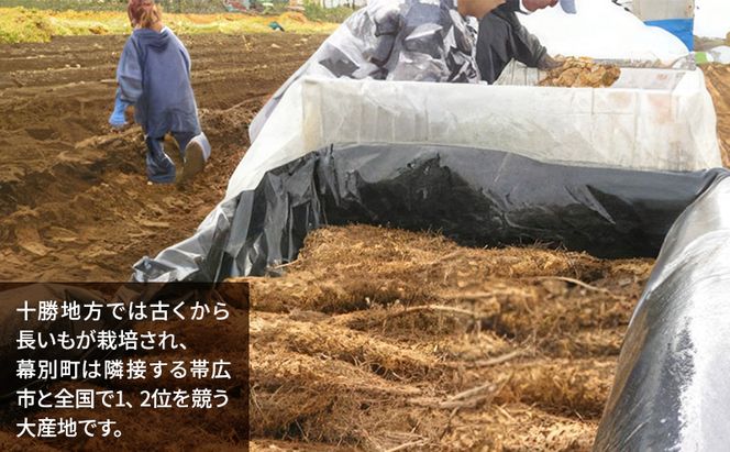 北海道 十勝の大地が育てたシャキシャキ食感と強い粘り 幕別産 長いも 2Lサイズ 10kg［木川商店］【 長いも 長芋 ながいも ナガイモ とろろ 芋 いも 野菜 10kg 5kg  産地直送 旬 濃厚 北海道 十勝 幕別 】
