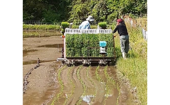 【令和7年産】有機肥料米ナオちゃんのお米【出雲市産きぬむすめ】5kg（1袋）美味しい お米 精米 有機栽培 出雲市産 322032_FX002