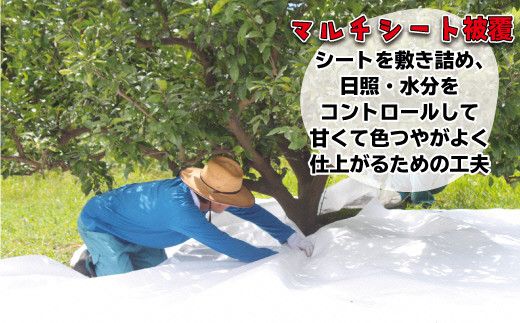 JAむなかた柑橘ブランド「姫神みかん（せとか）」約3kg【JAほたるの里】_HA0680